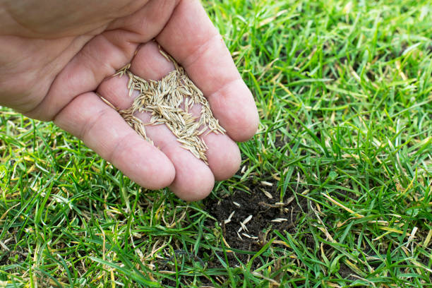 Grass seeds Grass seeds in the hand sowing photos stock pictures, royalty-free photos & images