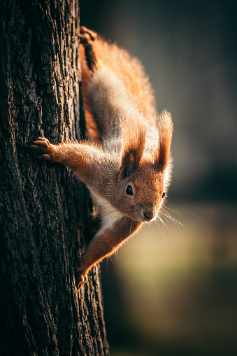 Squirrel hanging on a tree trunk. Looking at camera