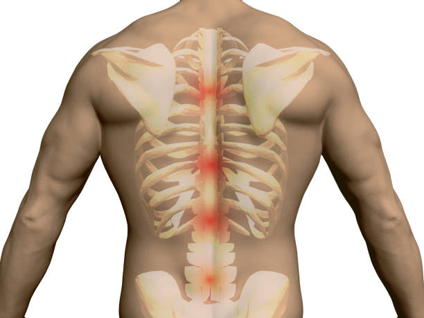Back of a man Vector back of a man with a translucent spine and skeleton. Pain in the back. Athletic back of a man with red circles along the spine. 3D. Vector illustration. pain points stock illustrations