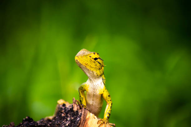istock Chameleon close up green background 1130701727
