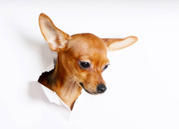 istock The head of a puppy peeks through a hole on a white background. 1130703040