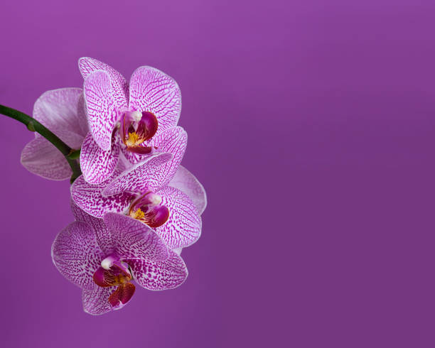 istock Purple orchid branch purple background 1130703136
