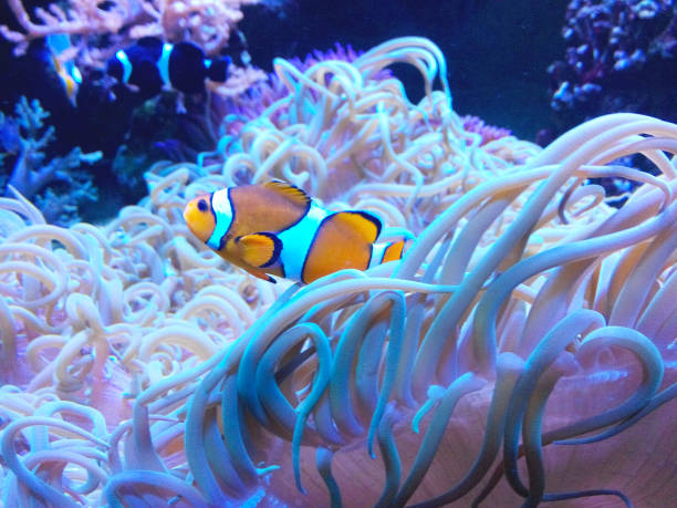 istock Fish swimming in the water 1130705974