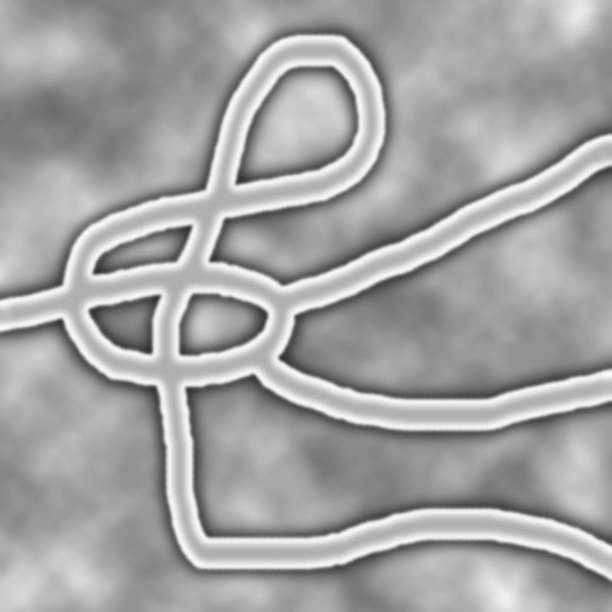 Feve Shape 320+ Viral Hemorrhagic Fever Stock Photos, Pictures & Royalty-Free ...