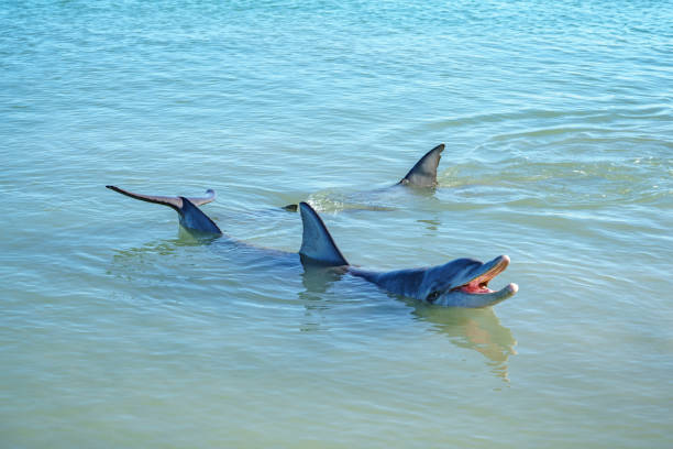 istock dolphins at monkey mia, sharkes bay, western australia 28 1130706085