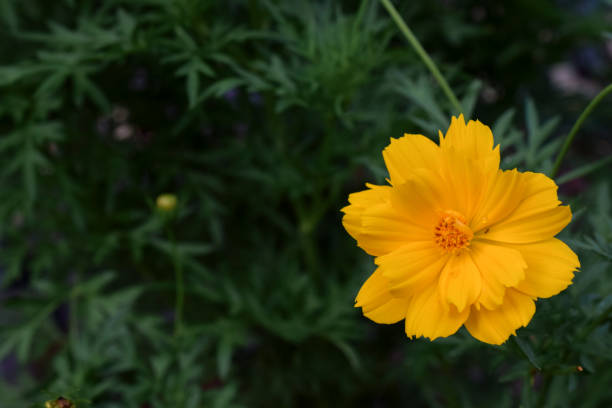 istock yellow flowers in the garden 1130706212