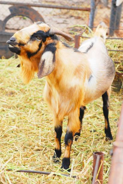 istock Goat animal in fram 1130706303