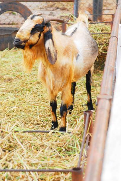 istock Goat animal in fram 1130706312