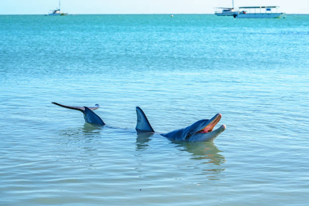 istock dolphins at monkey mia, sharkes bay, western australia 45 1130706974