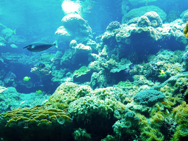 istock Life in the aquarium 1130707918
