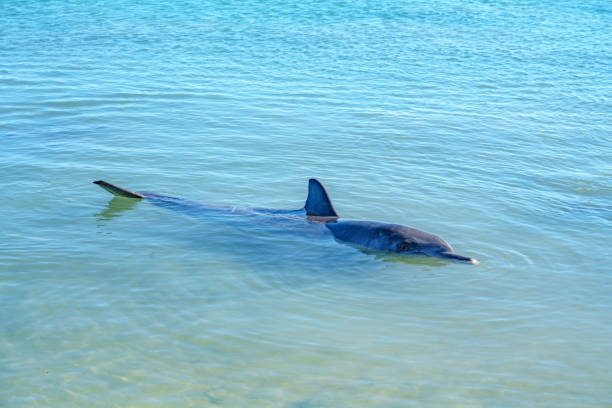 istock dolphins at monkey mia, sharkes bay, western australia 18 1130708246