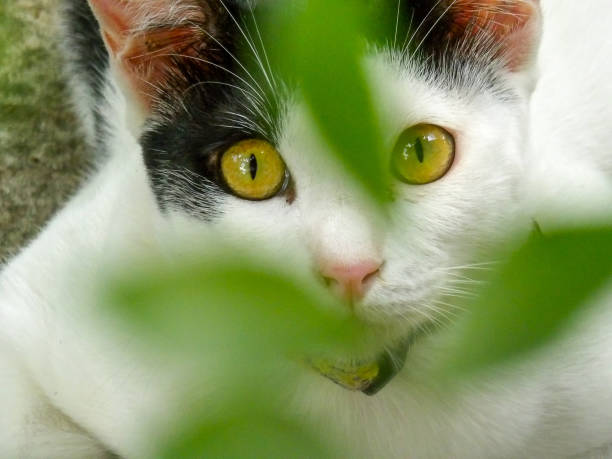 istock Lovely white cat sitting in the bush 1130708292