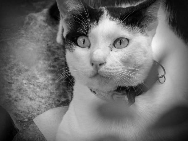 istock Lovely black and white cat 1130708294