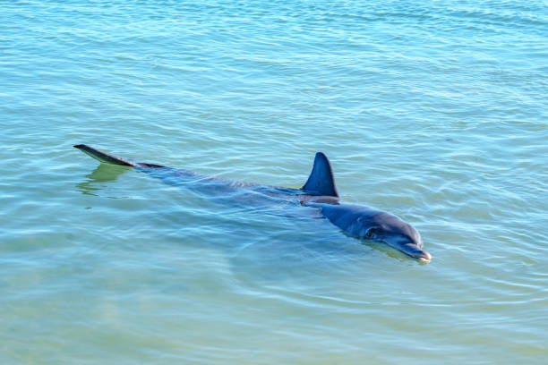 istock dolphins at monkey mia, sharkes bay, western australia 20 1130708377
