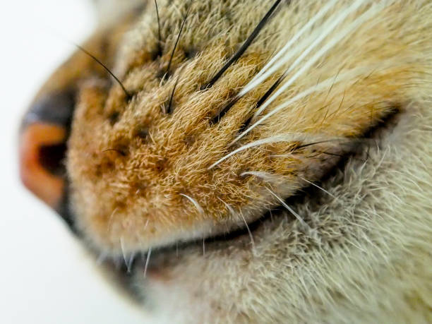 istock Close-up lovely cat whiskers 1130708385