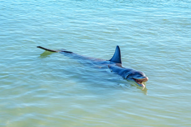 istock dolphins at monkey mia, sharkes bay, western australia 21 1130708427