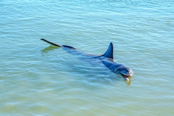 istock dolphins at monkey mia, sharkes bay, western australia 22 1130708470