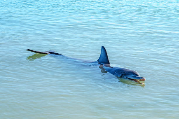 istock dolphins at monkey mia, sharkes bay, western australia 41 1130708744