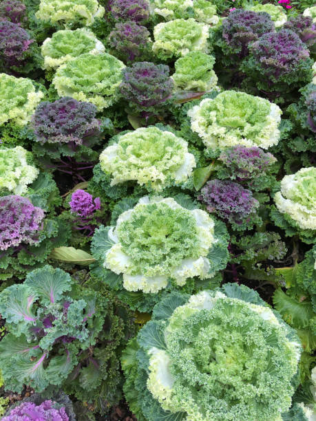 istock Ornamental Kale flower in garden 1130709419