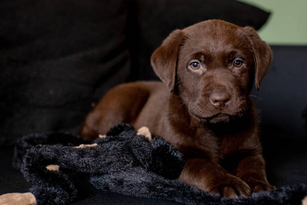 istock Cute chocolate labrador puppy laying on sofa 1130709744