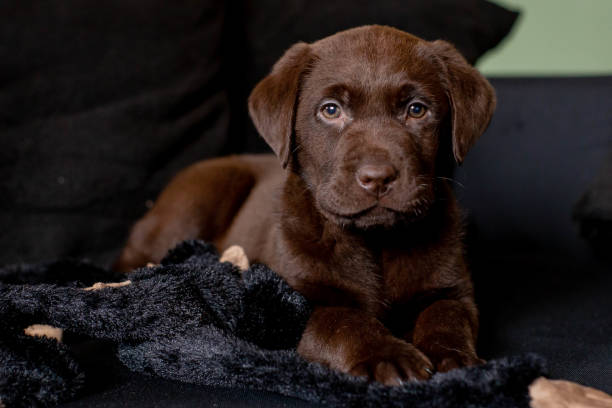 Cute chocolate labrador puppy laying on sofa Cute labrador puppy, 7 weeks old rood stock pictures, royalty-free photos & images