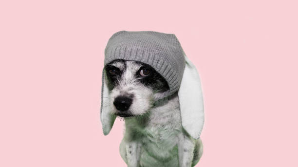 istock FUNNY EASTER DOG. MIXED-BREED PUPPY WITH RABBIT EARS. ISOLATED STUDIO SHOT AGAINST PINK BACKGROUND. 1130713200