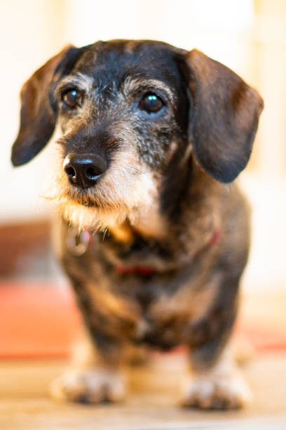 istock Dachshund looking old but cute and a little disapointed. 1130713492