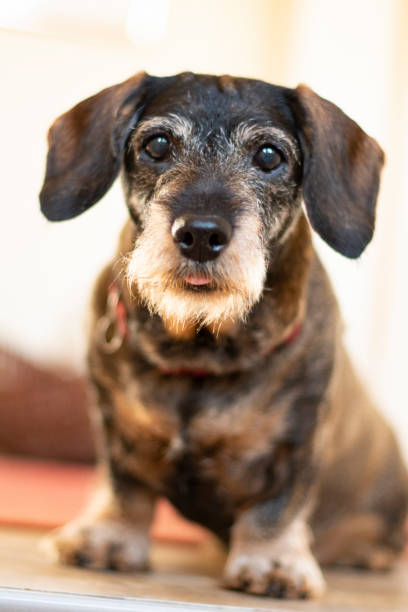 istock Old dachshund looking curious and a little bit annoyed into the camera 1130713550