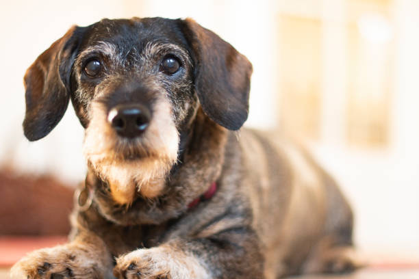 old dachshund looking curious and a little bit annoyed into the camera - dog dachshund pets close up imagens e fotografias de stock