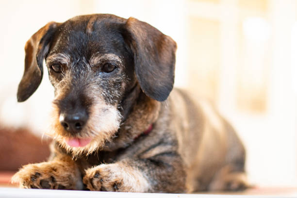 istock Old dachshund looking down with the tongue out 1130713638