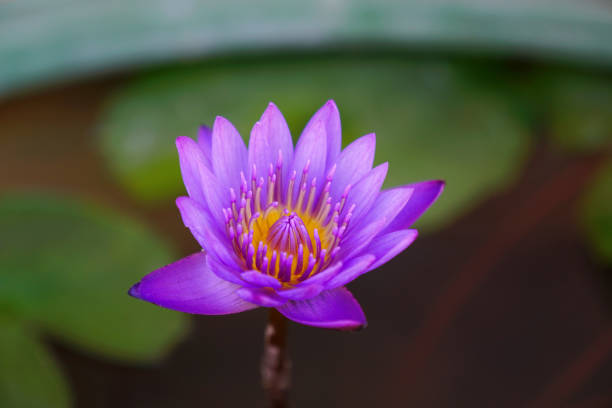 istock Closeup bloomed beautiful violet lotus, pollen and pistils 1130713648