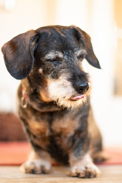 istock Old dachshund sitting and looking down with the tongue out 1130713652