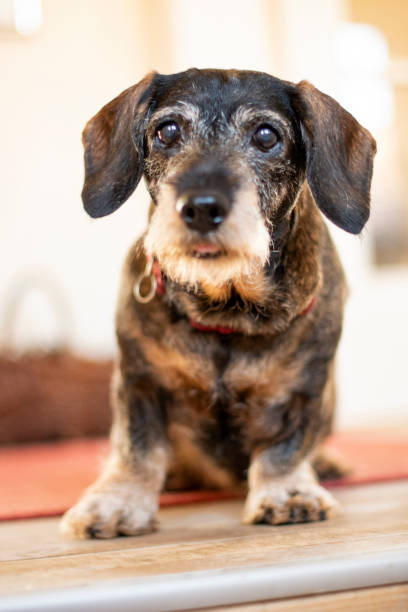 istock Dachshund looking cute and a little disapointed. 1130713654