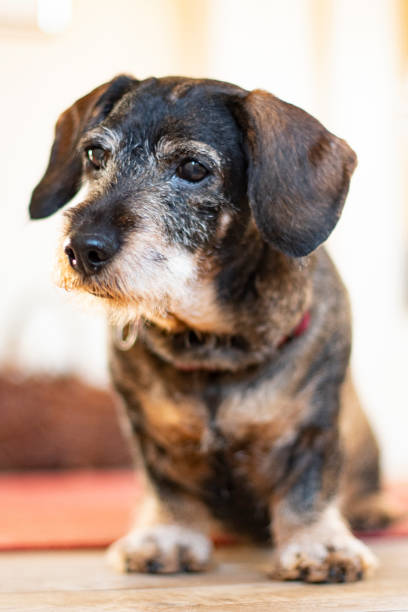 istock Dachshund looking cute and curious on the doorstep 1130713676