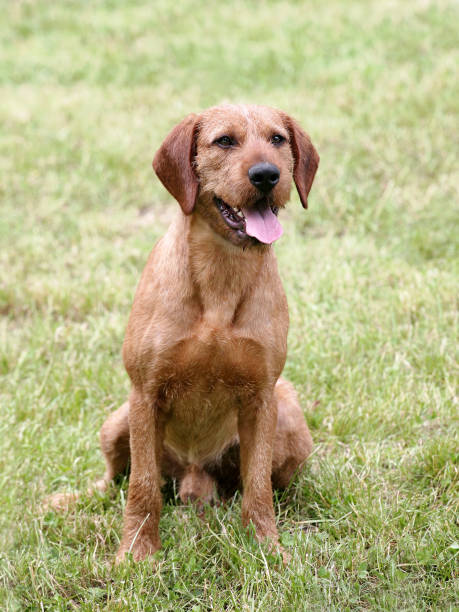 istock The typical portrait of Corse haired Styrian Hound 1130714105