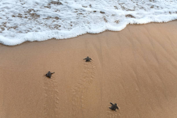 istock Baby turtles making it's way to the ocean 1130714260