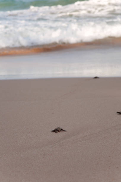 istock Baby turtles making it's way to the ocean 1130714264