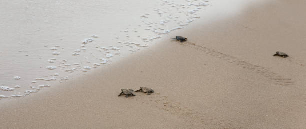 istock Baby turtles making it's way to the ocean 1130714269
