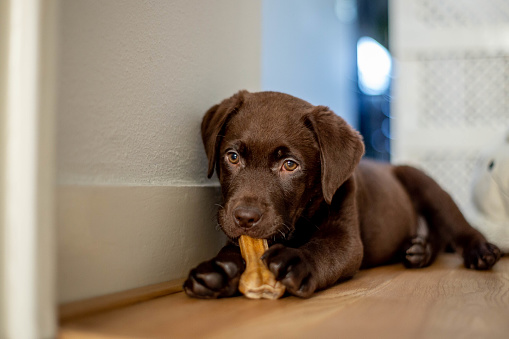 Chocolate labrador puppy lying and chewing a dog bone