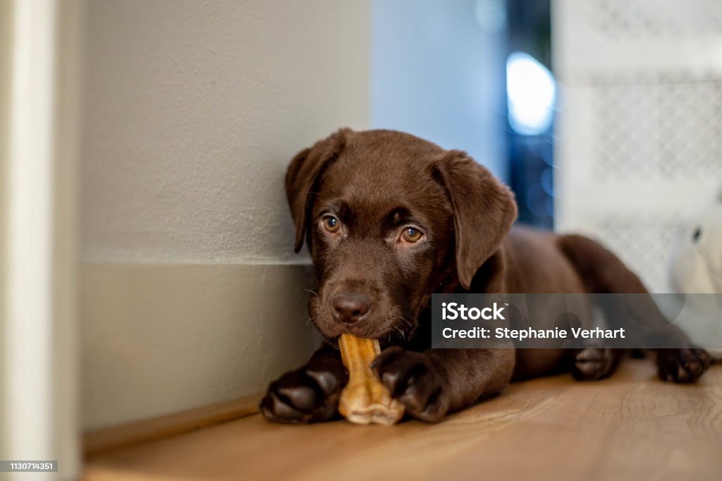 Chocolate labrador puppy lying and chewing a dog bone Cute labrador puppy, 10 weeks old Dog Stock Photo