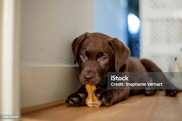 Chocolate Labrador Puppy Lying And Chewing A Dog Bone Stock Photo - Download Image Now