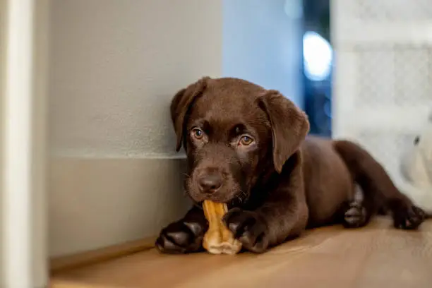 Photo of Chocolate labrador puppy lying and chewing a dog bone