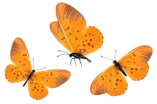 Three orange butterflies with red spots on the wings. Isolated on white background.