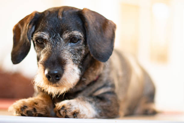 istock Portrait of a Dachshounds looking down 1130715087