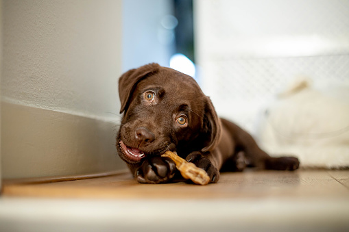Cachorro de Labrador de chocolate acostado y masticando un hueso de perro photo