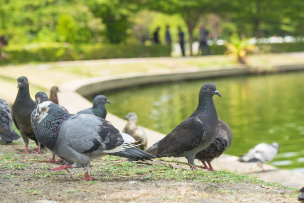 istock Pigeons in the city park 1130715483