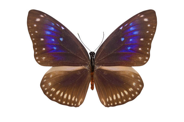 istock beautiful tropical butterfly with blue spots on the wings 1130715532