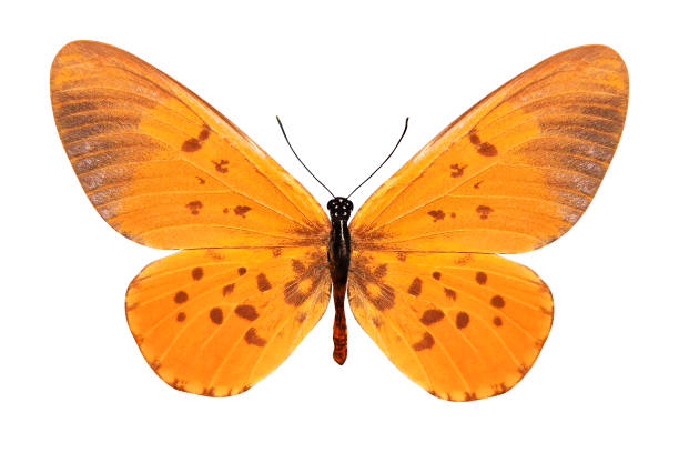 istock tropical orange butterfly. isolated on white background 1130715540