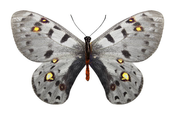 istock tropical white butterfly isolated on white background 1130715696