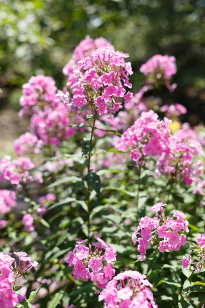 istock Phlox is blooming in the garden 1130715785